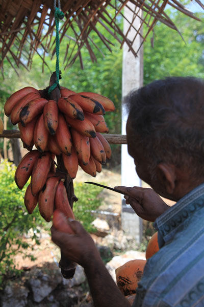 Rode bananen